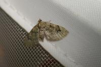 Chloroclystis v-ata