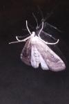 Parapoynx stratiotata