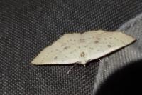 Cyclophora puppillaria