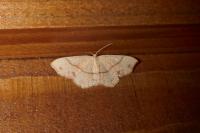 Cyclophora punctaria