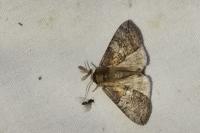 Tethea ocularis