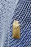 Mythimna sicula