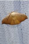 Watsonalla uncinula