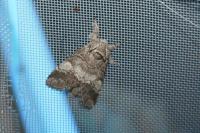 Drymonia querna