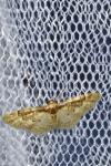 Idaea rusticata