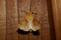 Crocallis elinguaria
