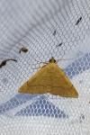 Paracolax tristalis