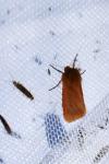 Phragmatobia fuliginosa