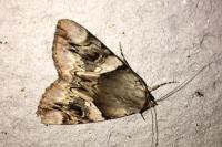 Catocala fulminea