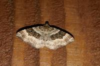 Epirrhoe alternata