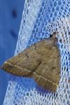 Zanclognatha zelleralis