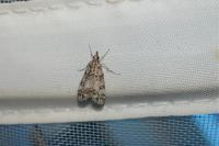 Eudonia lacustrata
