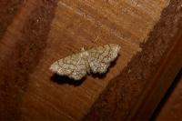 Idaea moniliata