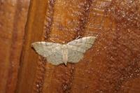 Idaea fuscovenosa