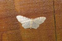 Idaea fuscovenosa