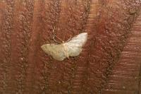 Idaea politaria