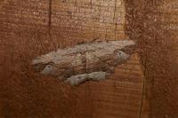 Menophra abruptaria