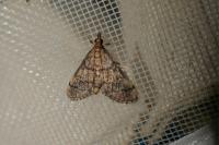 Metasia cuencalis bourgognei