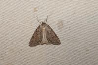 Pachycnemia hippocastanaria hippocastanaria