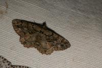 Peribatodes ilicaria ilicaria