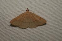 Paracolax tristalis