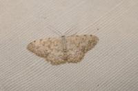 Scopula submutata roseonitens