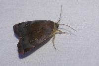 Noctua janthe/janthina