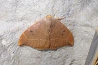 Watsonalla binaria