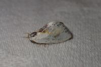 Cilix glaucata