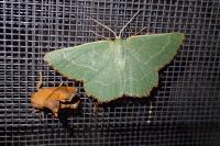 Thalera fimbrialis