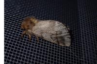 Thaumetopoea processionea