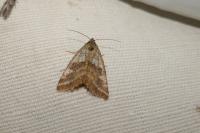 Synthymia fixa