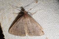Zanclognatha lunalis