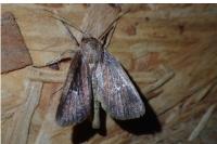 Lenisa geminipuncta