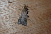 Synaphe punctalis