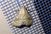 Anania verbascalis