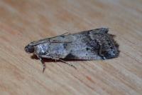 Acrobasis glaucella/fallouella