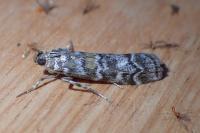 Dioryctria