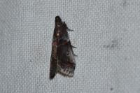 Acrobasis suavella