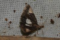 Aedia funesta