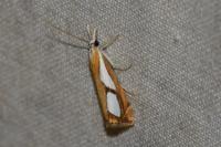Catoptria pinella