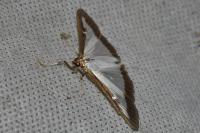 Cydalima perspectalis