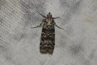 Dioryctria abietella