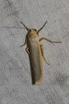 Manulea complana