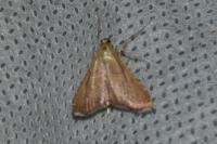 Endotricha flammealis