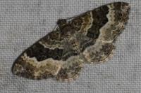 Epirrhoe alternata