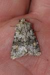Hecatera dysodea