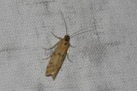 Homoeosoma sinuella