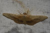 Idaea aversata