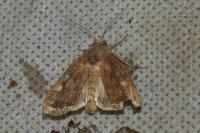 Lacanobia oleracea
